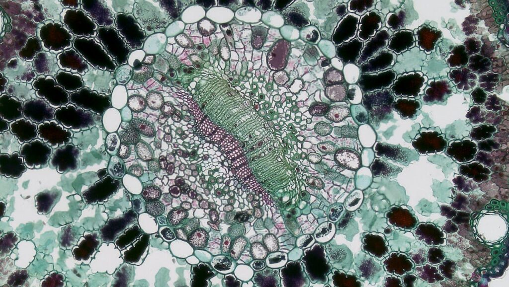 Detailed microscopic image showing intricate plant cell patterns and textures.