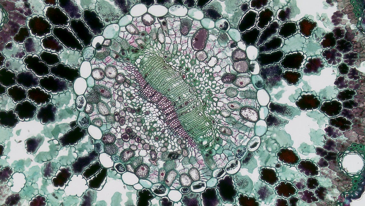 Detailed microscopic image showing intricate plant cell patterns and textures.